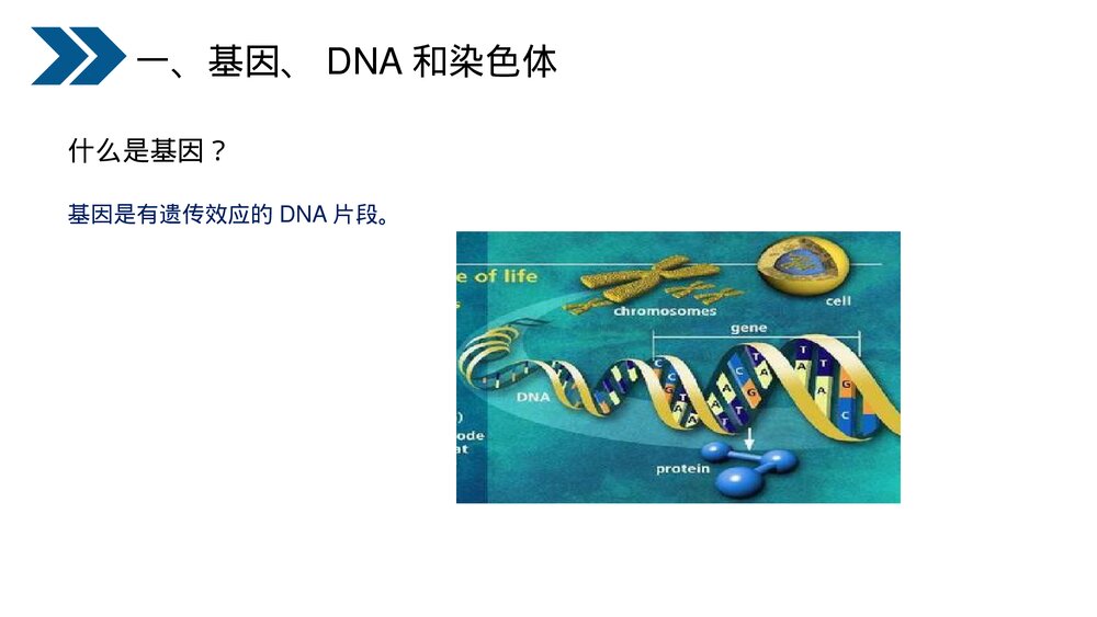 人教版初中生物八年级下册《生物的遗传和变异(基因在亲子代间的传递)》PPT课件7