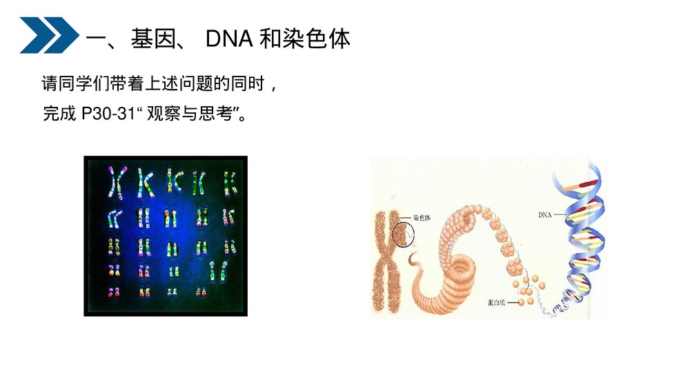 人教版初中生物八年级下册《生物的遗传和变异(基因在亲子代间的传递)》PPT课件9
