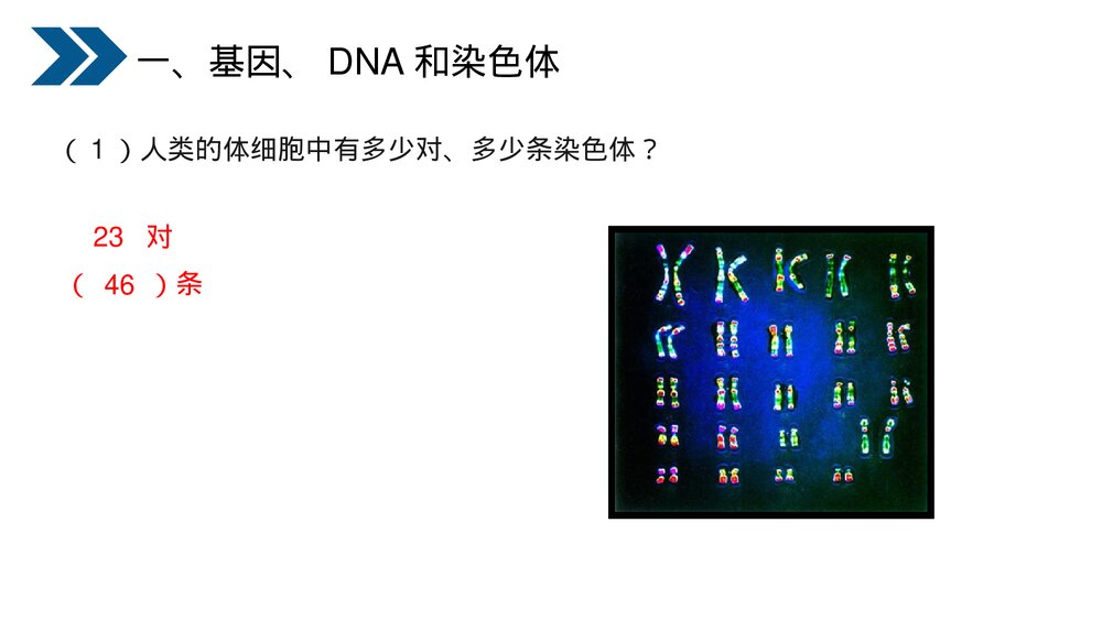 人教版初中生物八年级下册《生物的遗传和变异(基因在亲子代间的传递)》PPT课件10