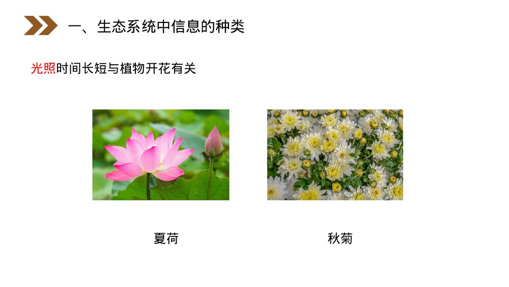 人教版高二生物必修三《生态系统的信息传递》教学PPT课件5