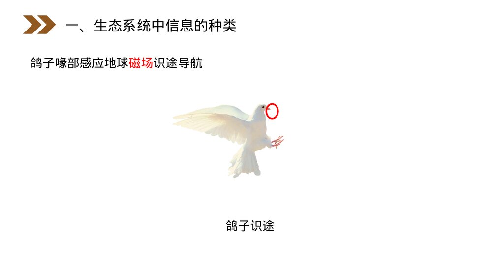 人教版高二生物必修三《生态系统的信息传递》教学PPT课件7