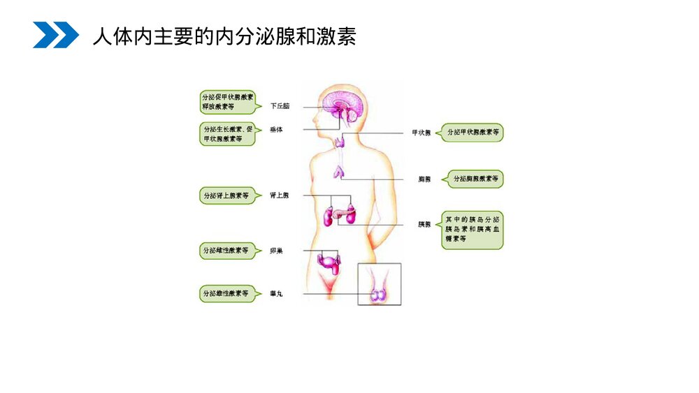 人教版高二生物必修三《通过激素的调节》教学PPT课件6