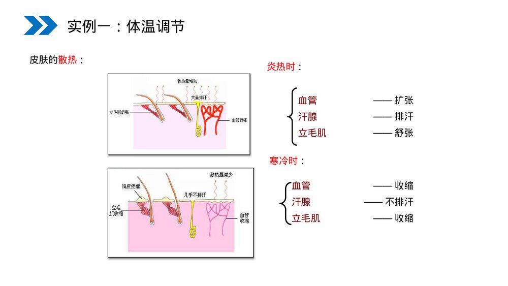 人教版高二生物必修三《神经调节与体液调节的关系》教学PPT课件5