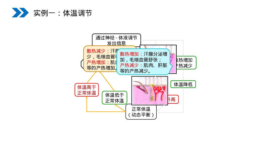 人教版高二生物必修三《神经调节与体液调节的关系》教学PPT课件6