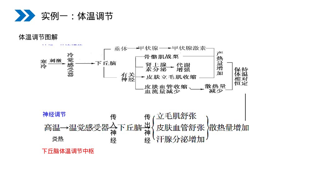人教版高二生物必修三《神经调节与体液调节的关系》教学PPT课件7