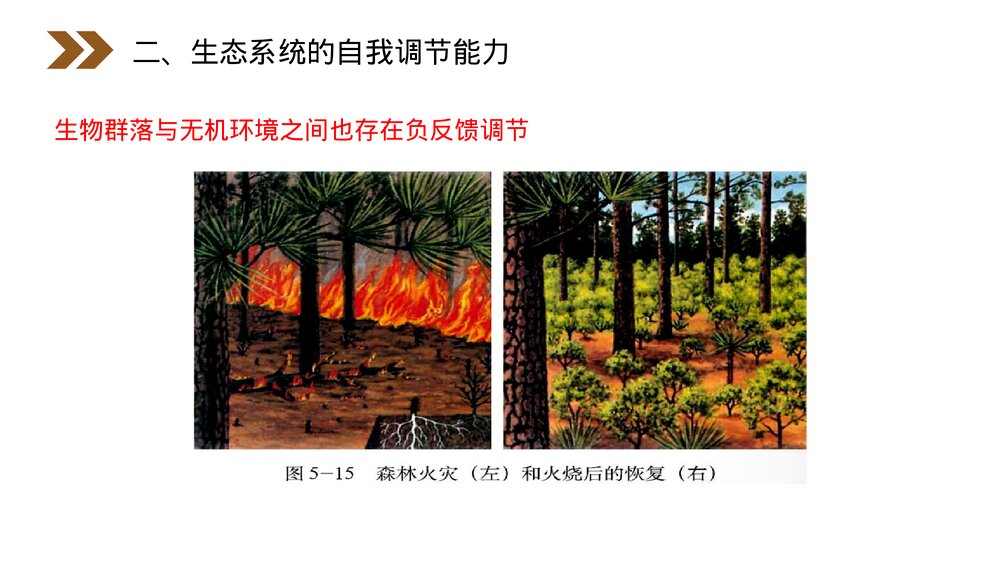 人教版高二生物必修三《生态系统的稳定性》教学PPT课件6