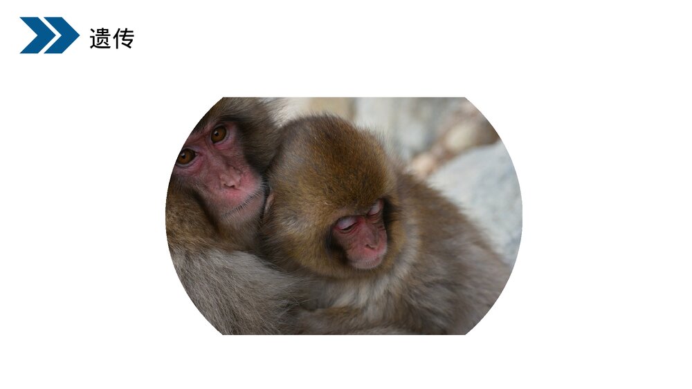 人教版初中生物八年级下册《生物的遗传和变异(基因控制生物的性状)》PPT课件3