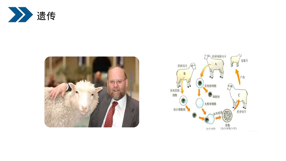 人教版初中生物八年级下册《生物的遗传和变异(基因控制生物的性状)》PPT课件4