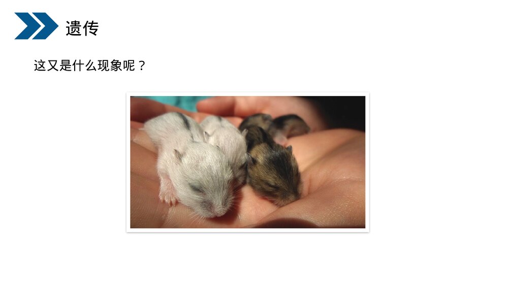 人教版初中生物八年级下册《生物的遗传和变异(基因控制生物的性状)》PPT课件5