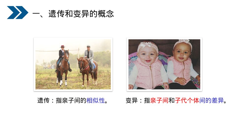 人教版初中生物八年级下册《生物的遗传和变异(基因控制生物的性状)》PPT课件6