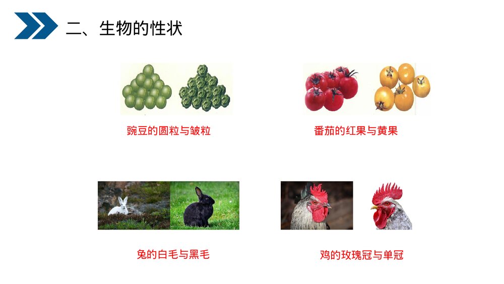 人教版初中生物八年级下册《生物的遗传和变异(基因控制生物的性状)》PPT课件8