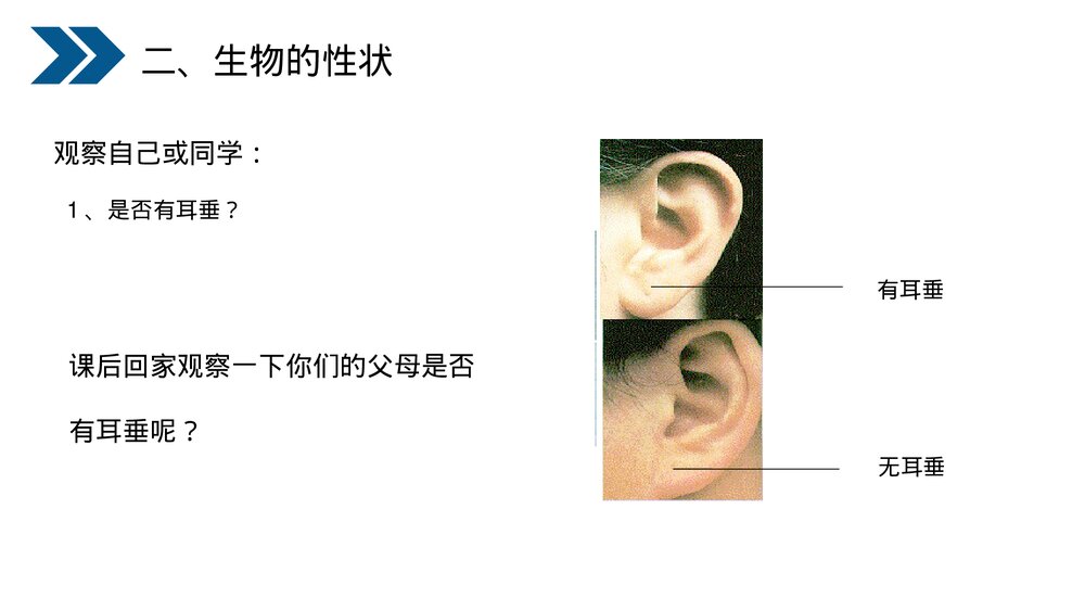 人教版初中生物八年级下册《生物的遗传和变异(基因控制生物的性状)》PPT课件10
