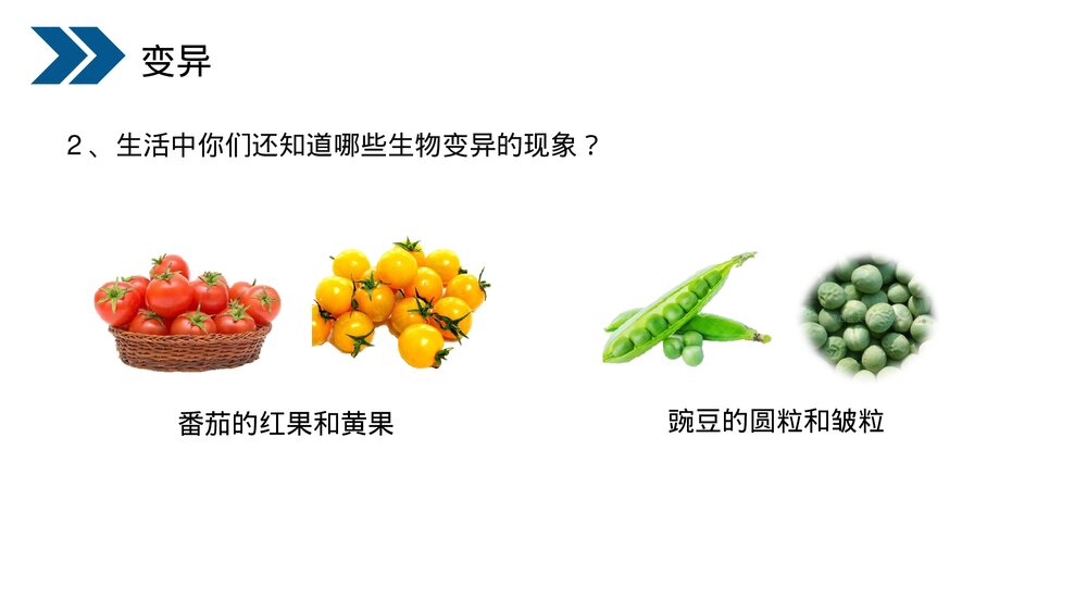 人教版初中生物八年级下册《生物的遗传和变异(生物的变异)》PPT课件6