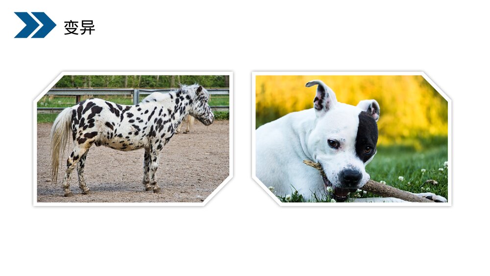 人教版初中生物八年级下册《生物的遗传和变异(生物的变异)》PPT课件7