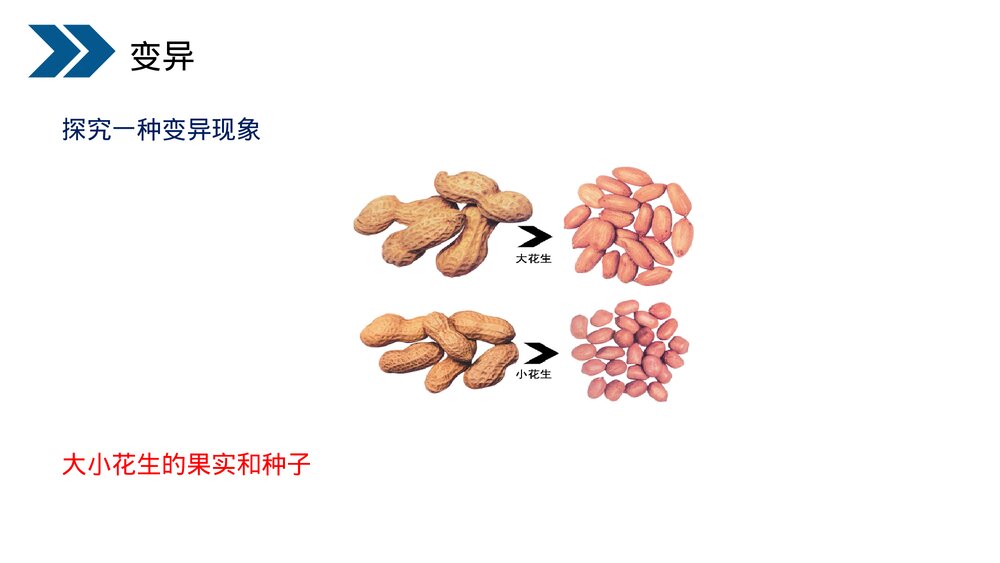 人教版初中生物八年级下册《生物的遗传和变异(生物的变异)》PPT课件10