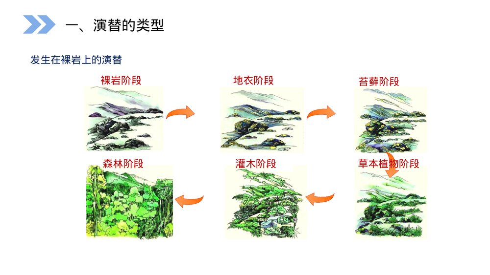 人教版高二生物必修三《群落的演替》教学PPT课件5