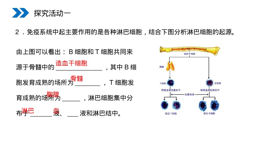 人教版高二生物必修三《免疫调节》教学PPT课件5