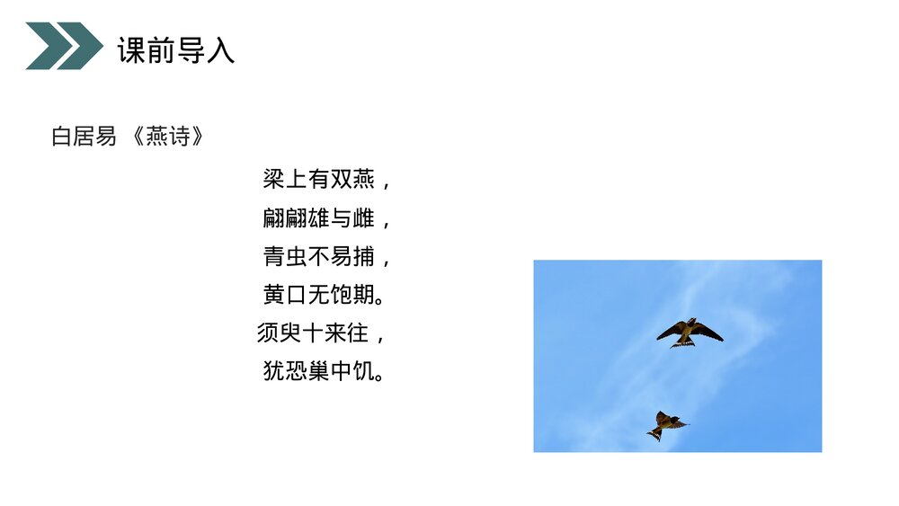 人教版初中生物八年级下册《鸟的生殖和发育》PPT课件3