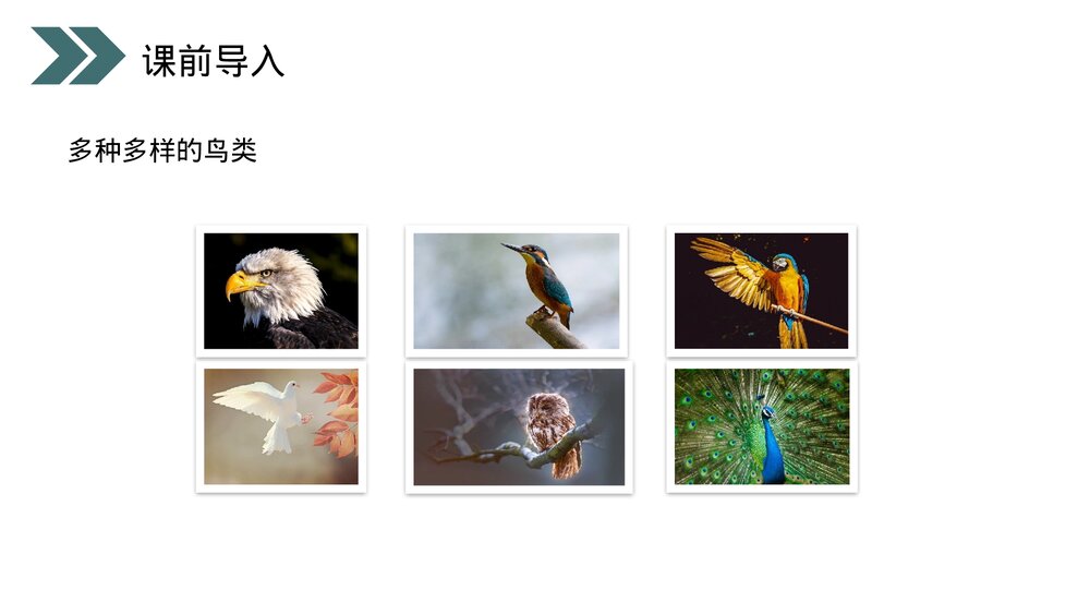 人教版初中生物八年级下册《鸟的生殖和发育》PPT课件4