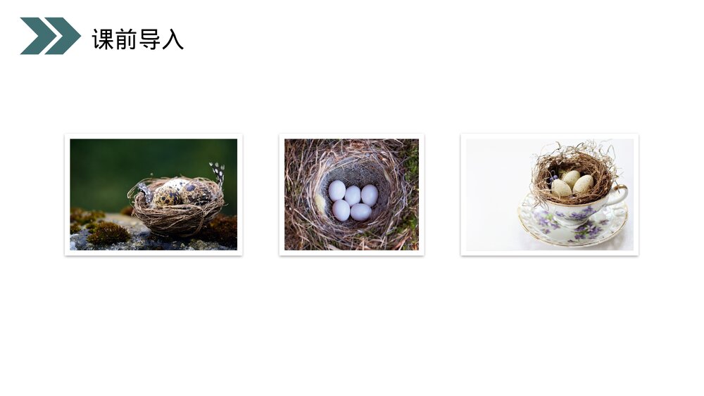 人教版初中生物八年级下册《鸟的生殖和发育》PPT课件5