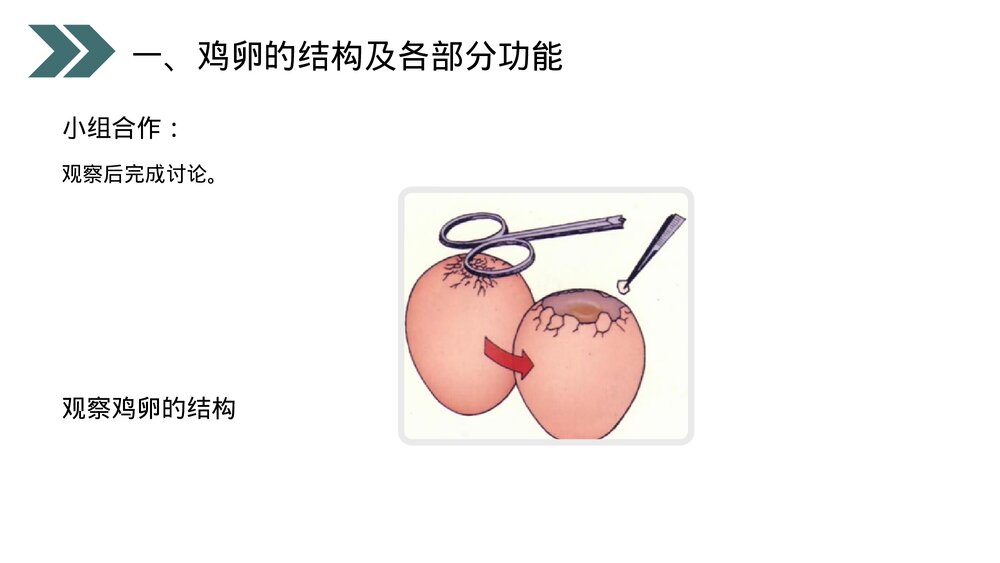 人教版初中生物八年级下册《鸟的生殖和发育》PPT课件6