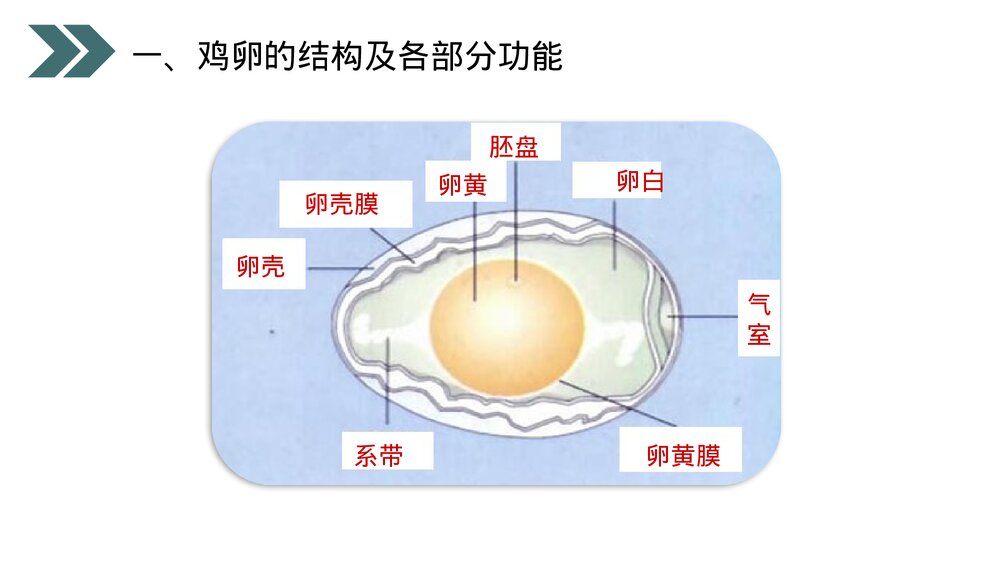 人教版初中生物八年级下册《鸟的生殖和发育》PPT课件7