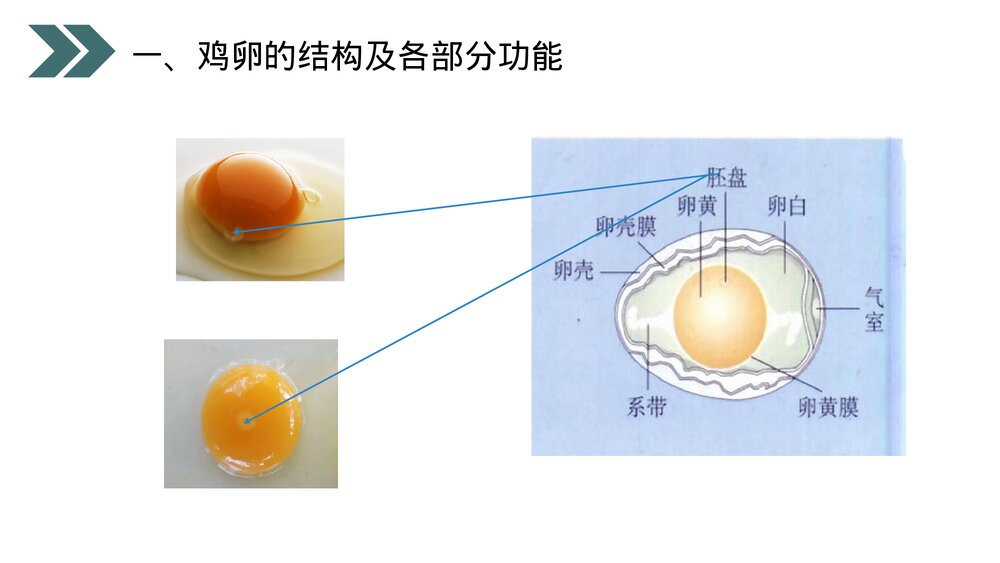 人教版初中生物八年级下册《鸟的生殖和发育》PPT课件8