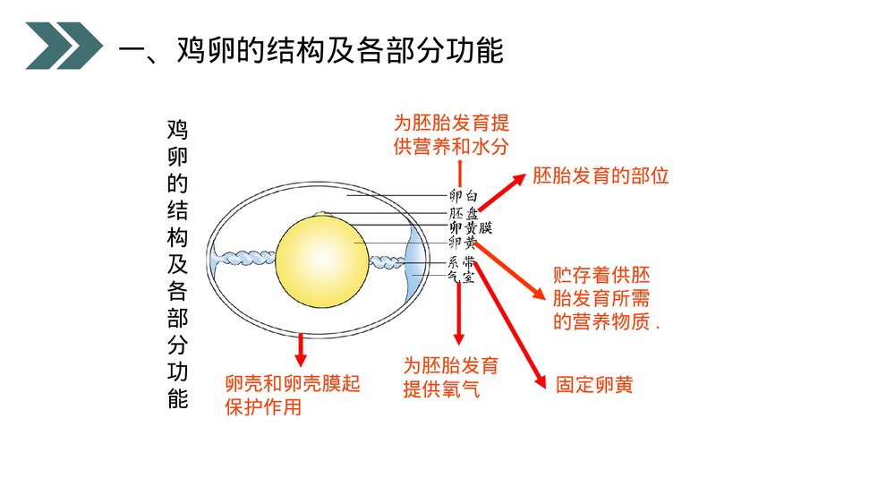 人教版初中生物八年级下册《鸟的生殖和发育》PPT课件9