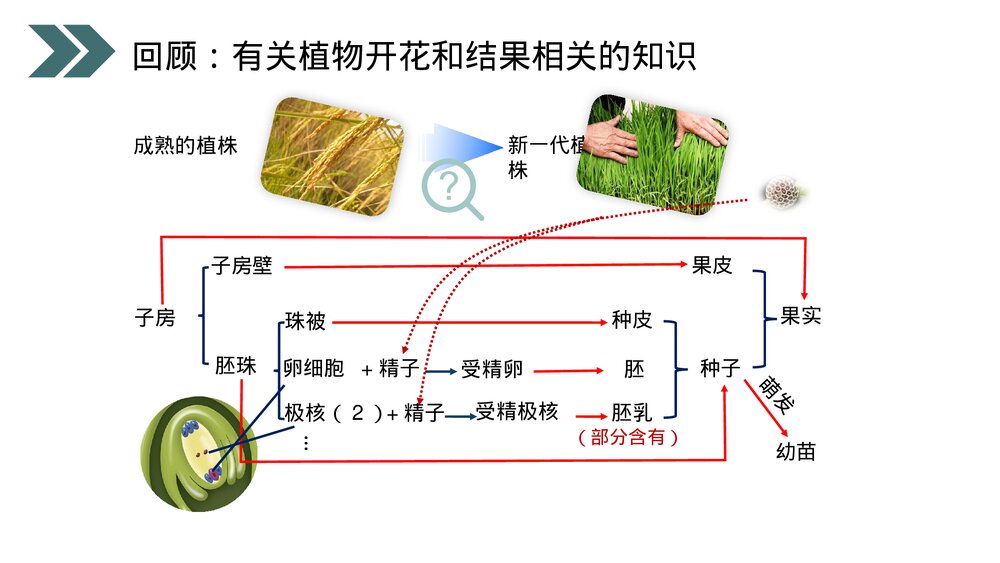 人教版初中生物八年级下册《生物的生殖和发育(植物的生殖)》PPT课件4