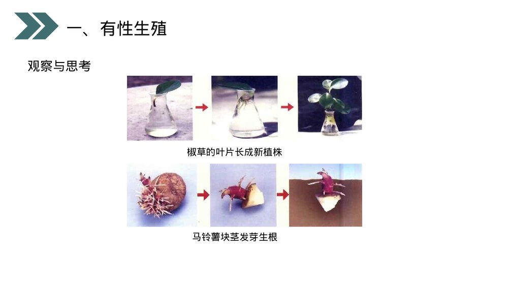 人教版初中生物八年级下册《生物的生殖和发育(植物的生殖)》PPT课件6