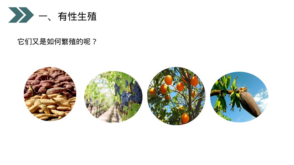 人教版初中生物八年级下册《生物的生殖和发育(植物的生殖)》PPT课件8