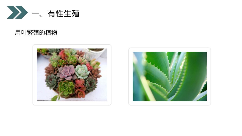 人教版初中生物八年级下册《生物的生殖和发育(植物的生殖)》PPT课件9