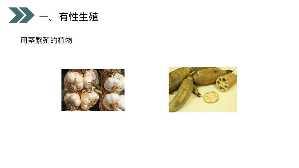 人教版初中生物八年级下册《生物的生殖和发育(植物的生殖)》PPT课件10