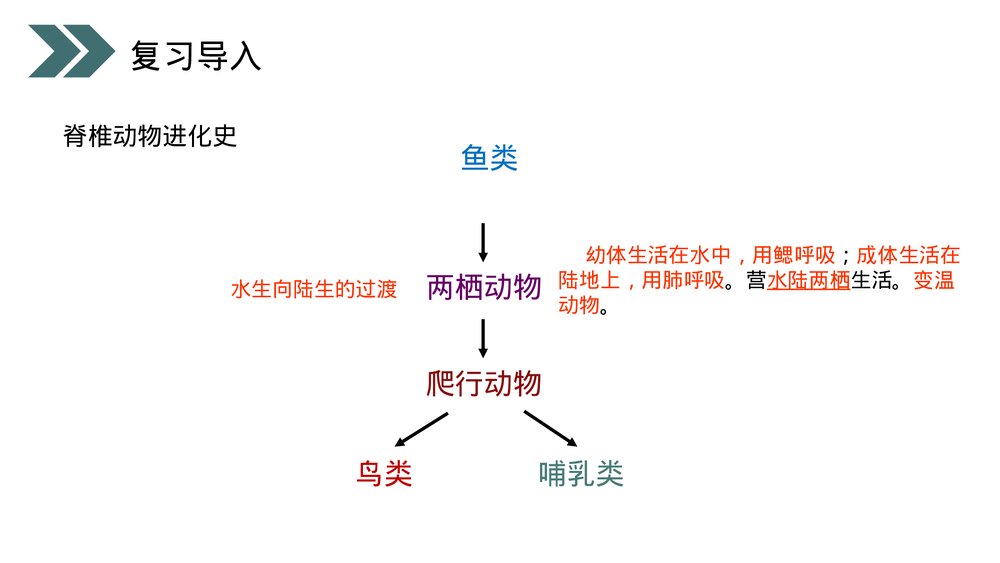 人教版初中生物八年级下册《两栖动物的生殖和发育》PPT课件3
