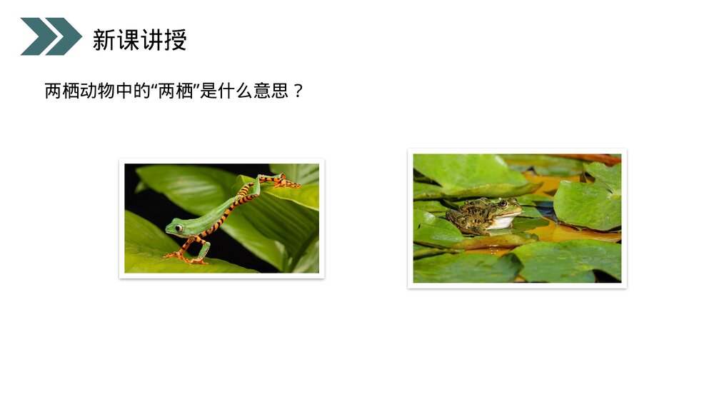 人教版初中生物八年级下册《两栖动物的生殖和发育》PPT课件8