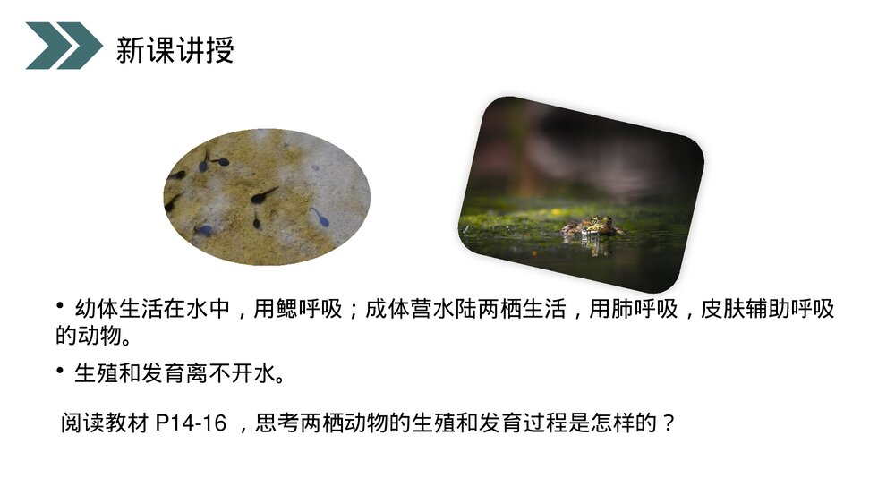 人教版初中生物八年级下册《两栖动物的生殖和发育》PPT课件9
