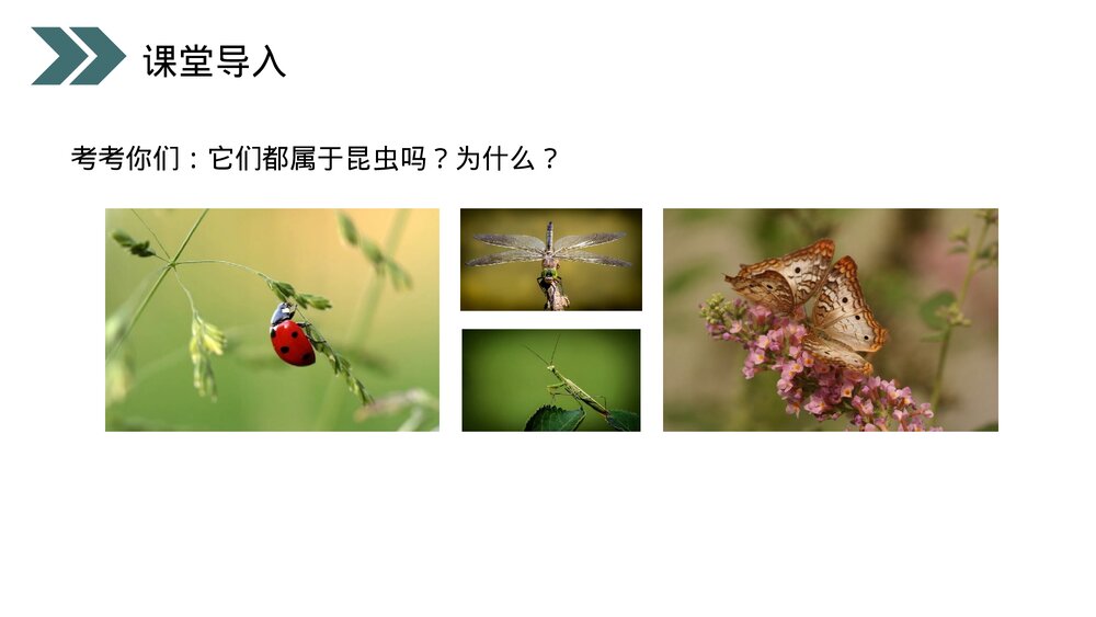 人教版初中生物八年级下册《昆虫的生殖和发育》PPT课件3