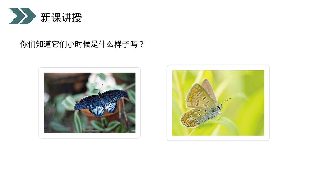 人教版初中生物八年级下册《昆虫的生殖和发育》PPT课件4