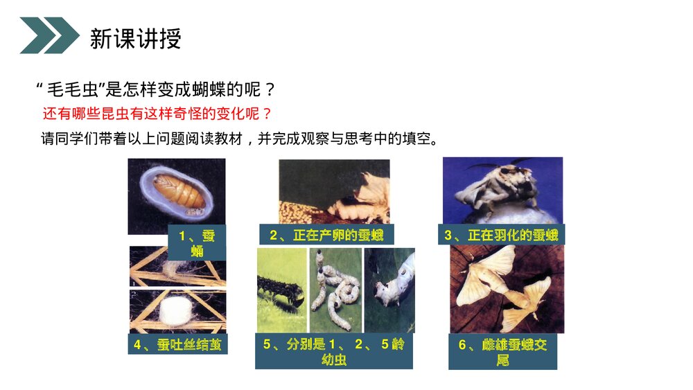 人教版初中生物八年级下册《昆虫的生殖和发育》PPT课件6