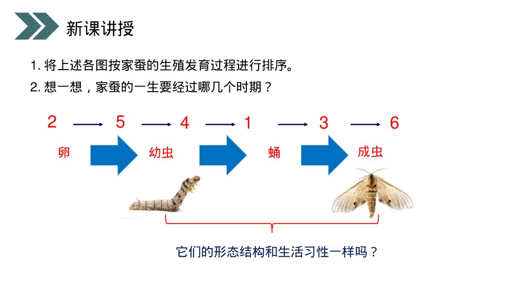 人教版初中生物八年级下册《昆虫的生殖和发育》PPT课件7