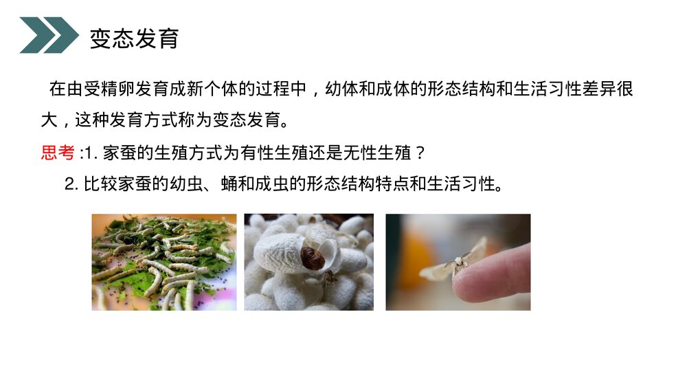 人教版初中生物八年级下册《昆虫的生殖和发育》PPT课件8