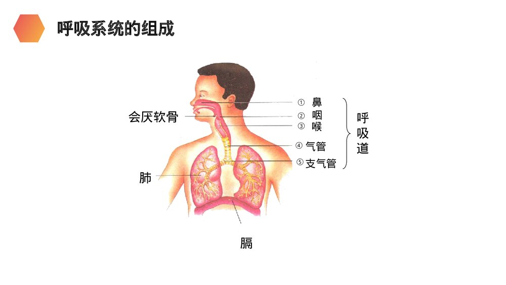 人教版生物七年级初一下册《呼吸道对空气的处理》PPT课件5