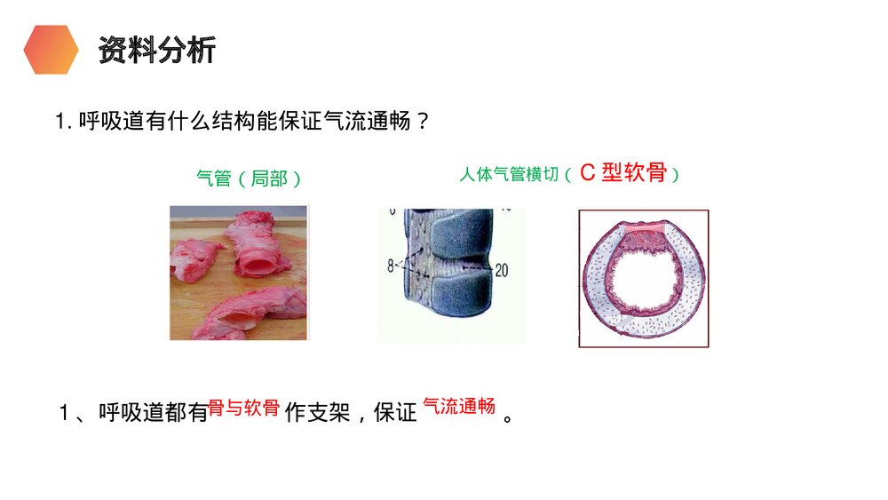 人教版生物七年级初一下册《呼吸道对空气的处理》PPT课件6