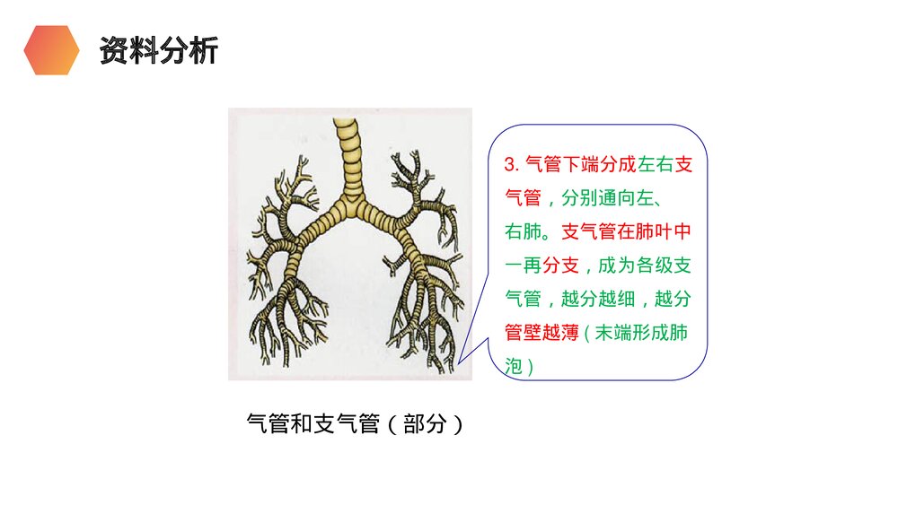 人教版生物七年级初一下册《呼吸道对空气的处理》PPT课件8