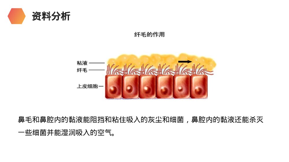 人教版生物七年级初一下册《呼吸道对空气的处理》PPT课件9