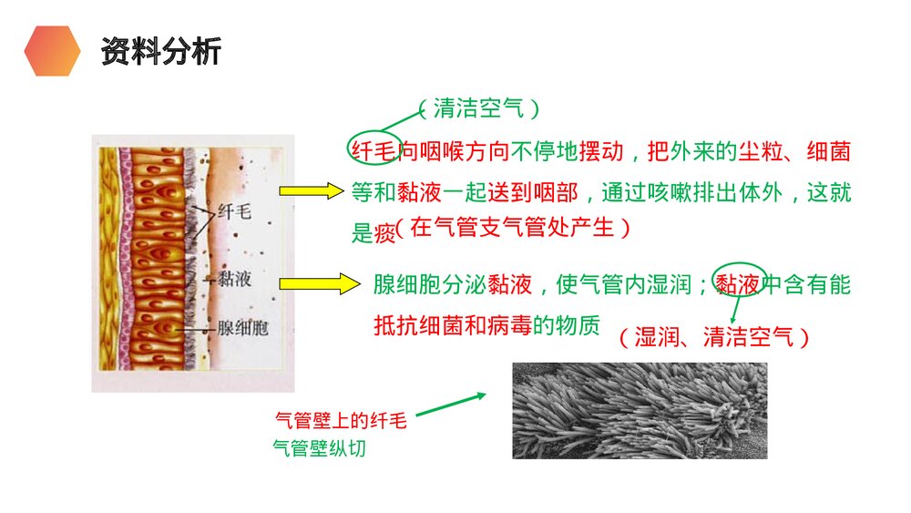 人教版生物七年级初一下册《呼吸道对空气的处理》PPT课件10