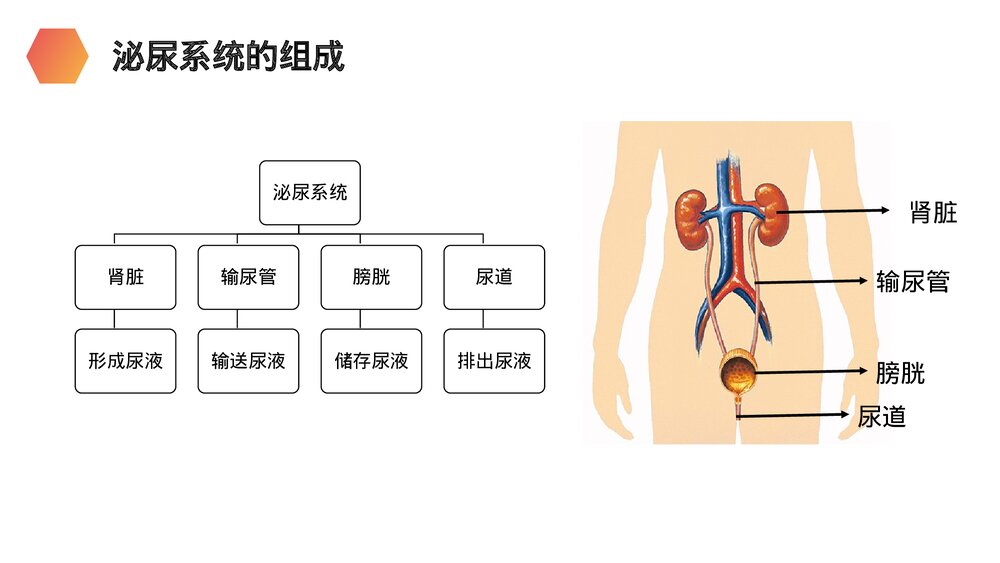 人教版生物七年级初一下册《人体废物的排出》PPT课件6