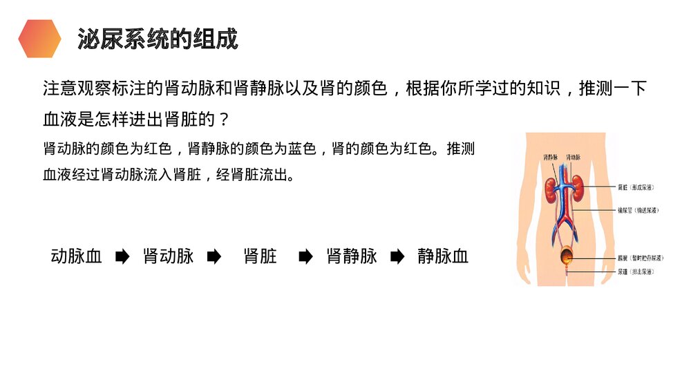 人教版生物七年级初一下册《人体废物的排出》PPT课件7