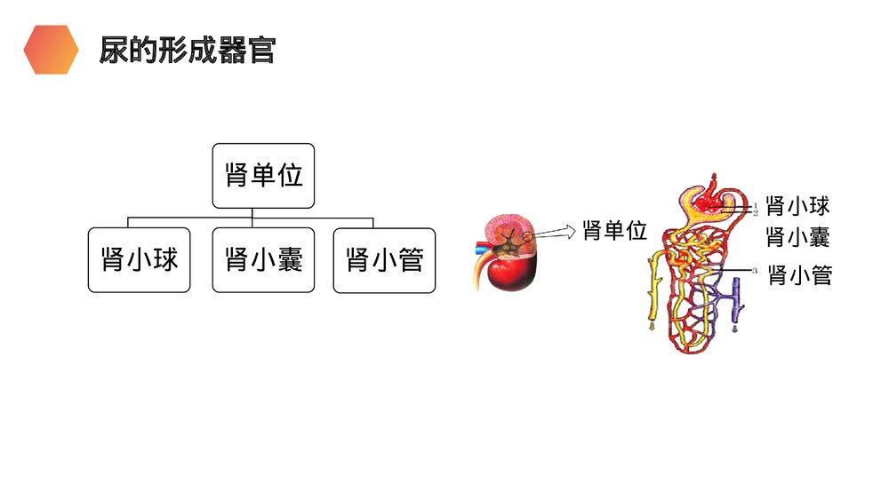 人教版生物七年级初一下册《人体废物的排出》PPT课件9