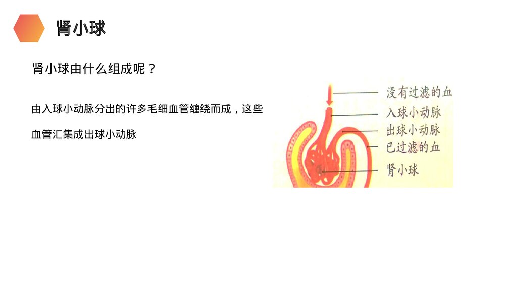 人教版生物七年级初一下册《人体废物的排出》PPT课件10